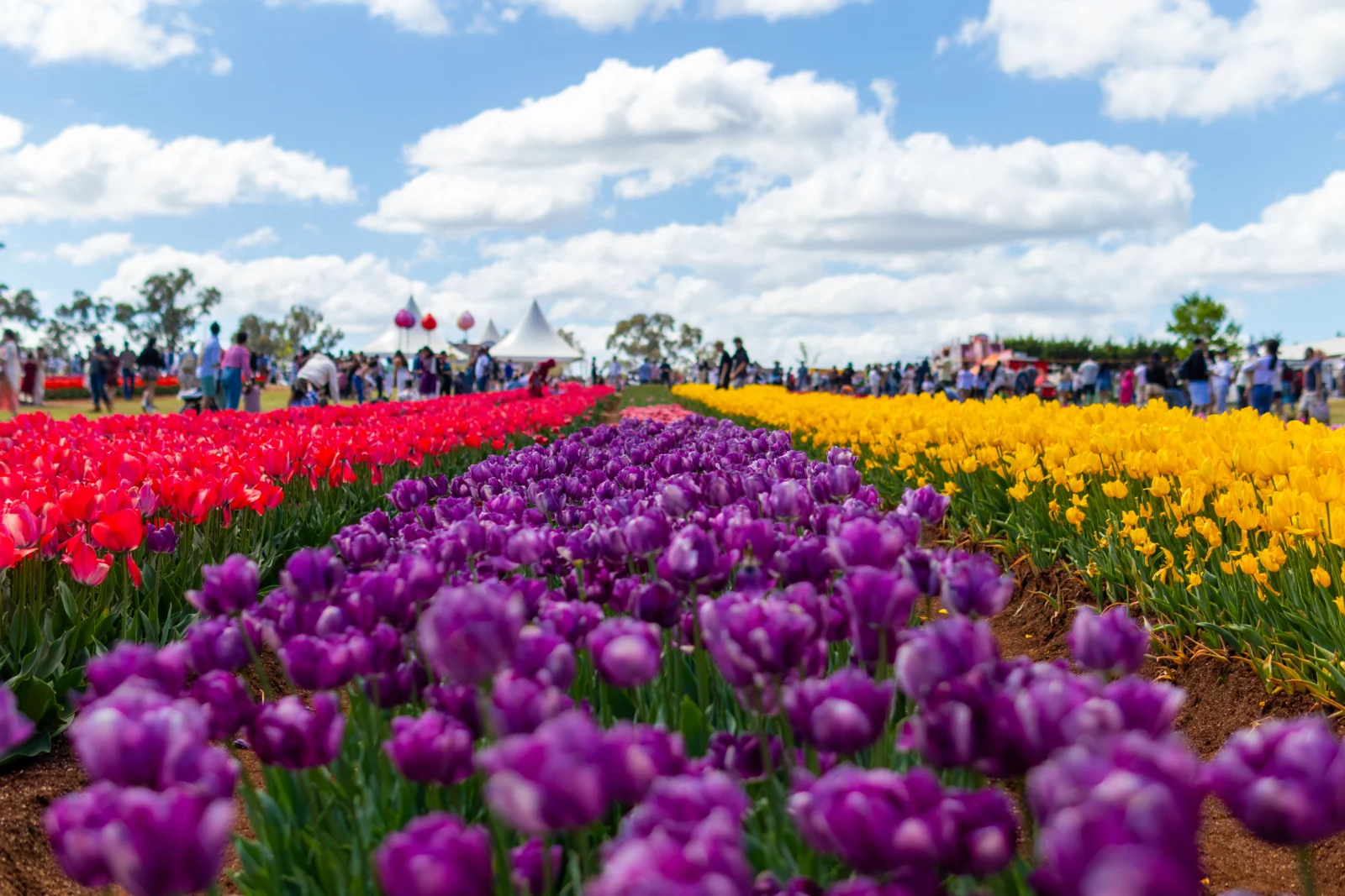a vibrant garden of tulips