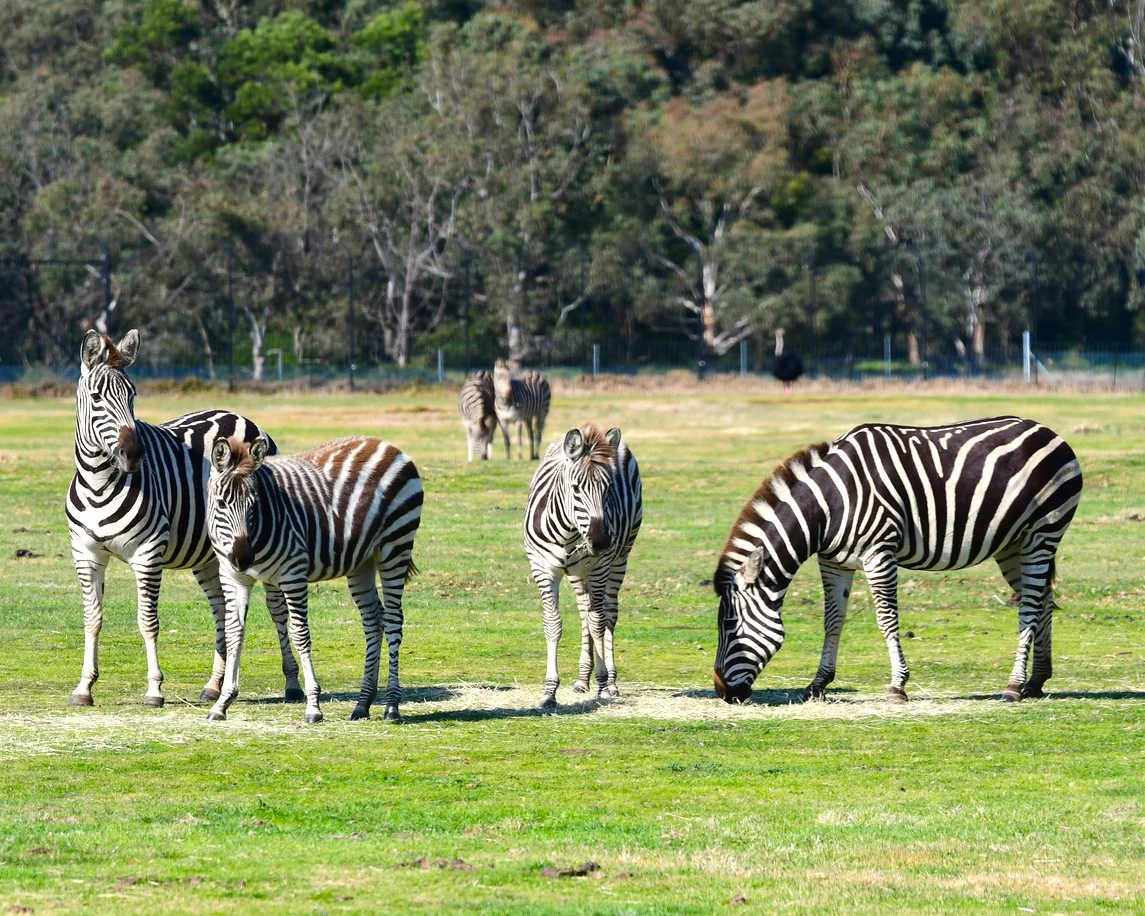 a group of zebra at werribee open range zoo