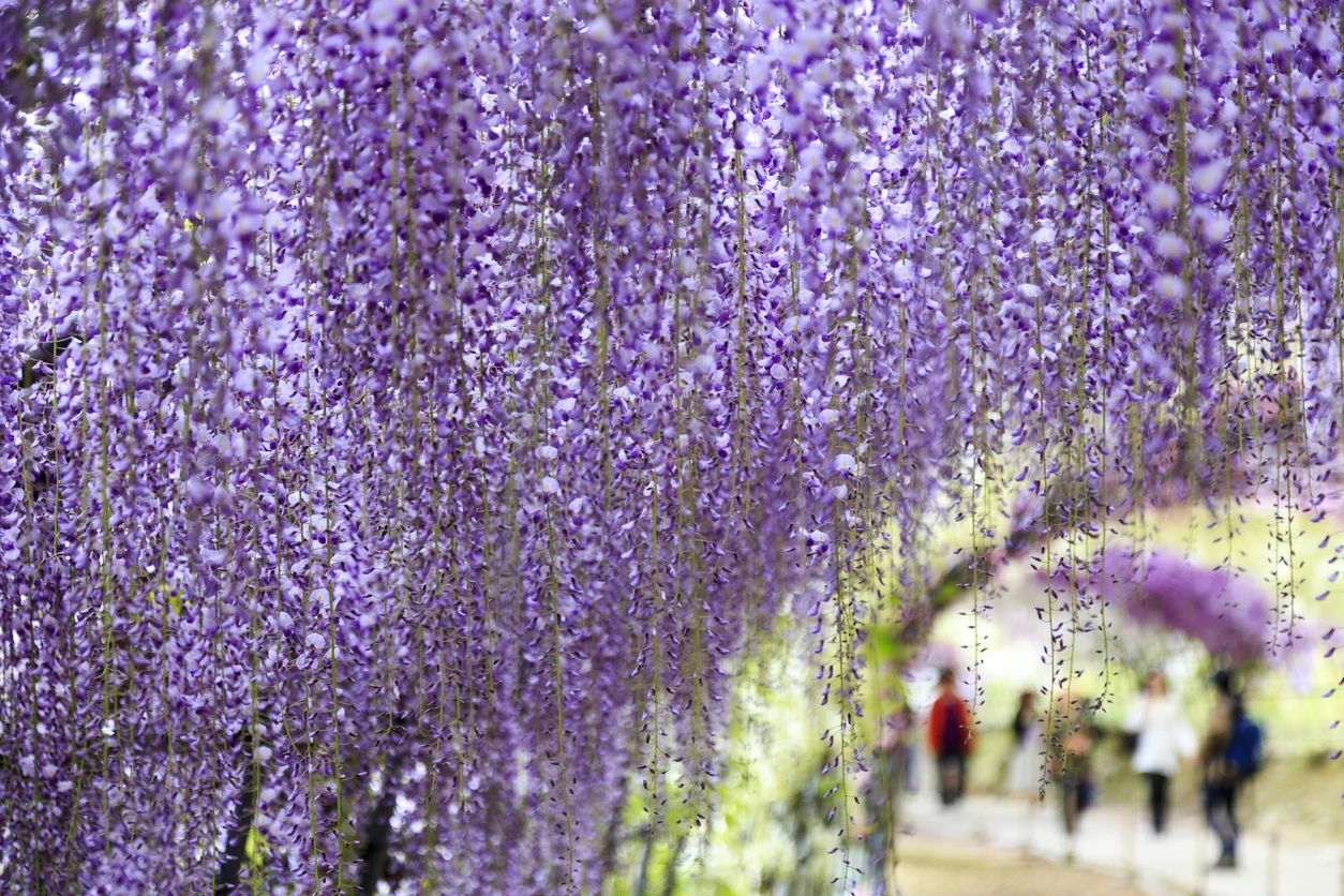 People walking under a wisteria archway