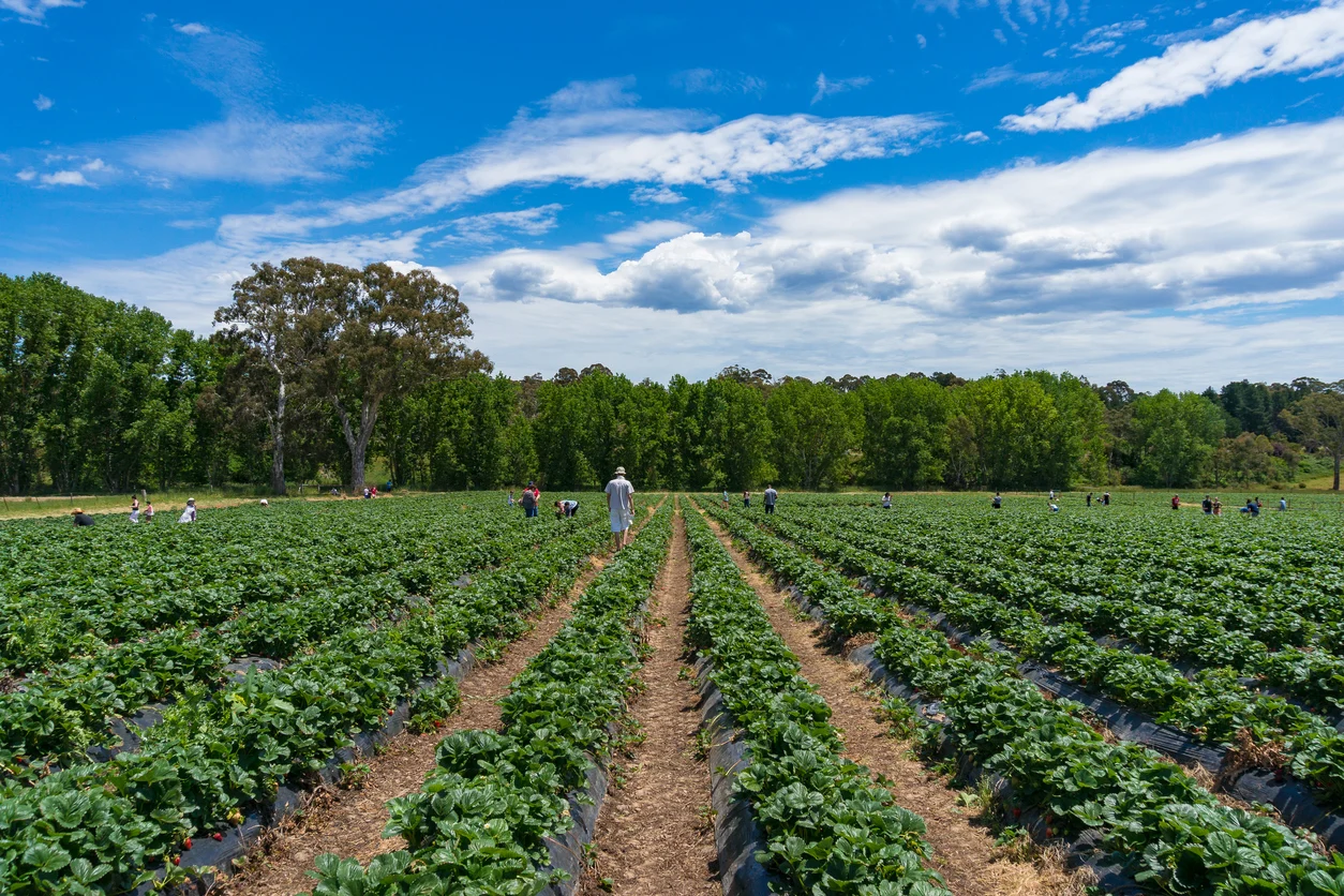 strawberry farm